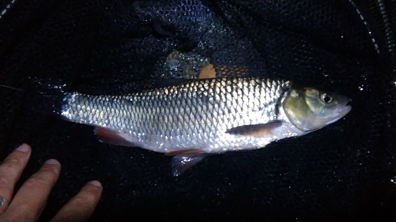 Chub caught from the River Avon at Saltford