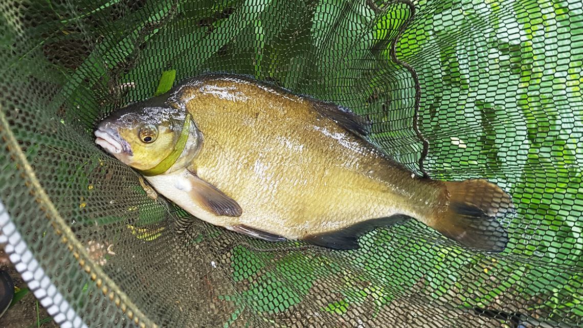 Bream caught from the Bristol River Avon at Swineford