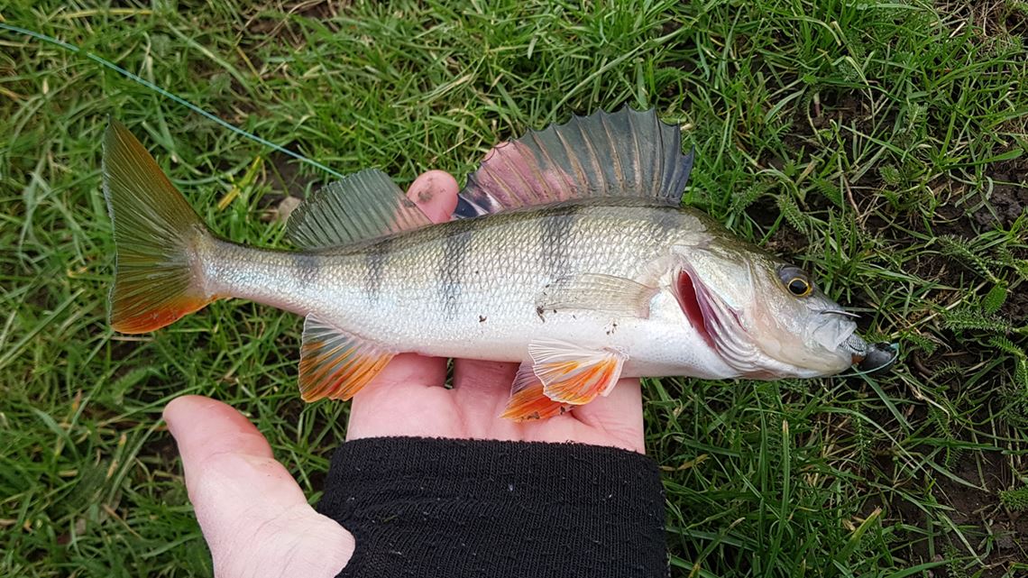 Perch caught on a lure at Keynsham Lock