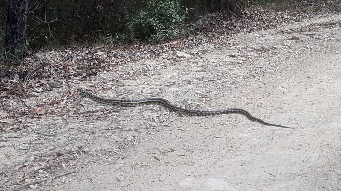 Snake At Mnt Mee