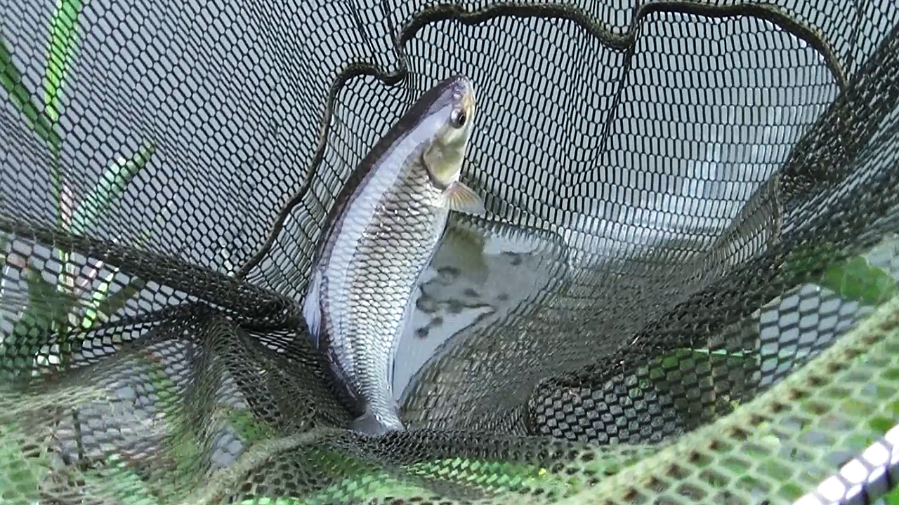Chub in the net on the Bristol Avon at Swineford