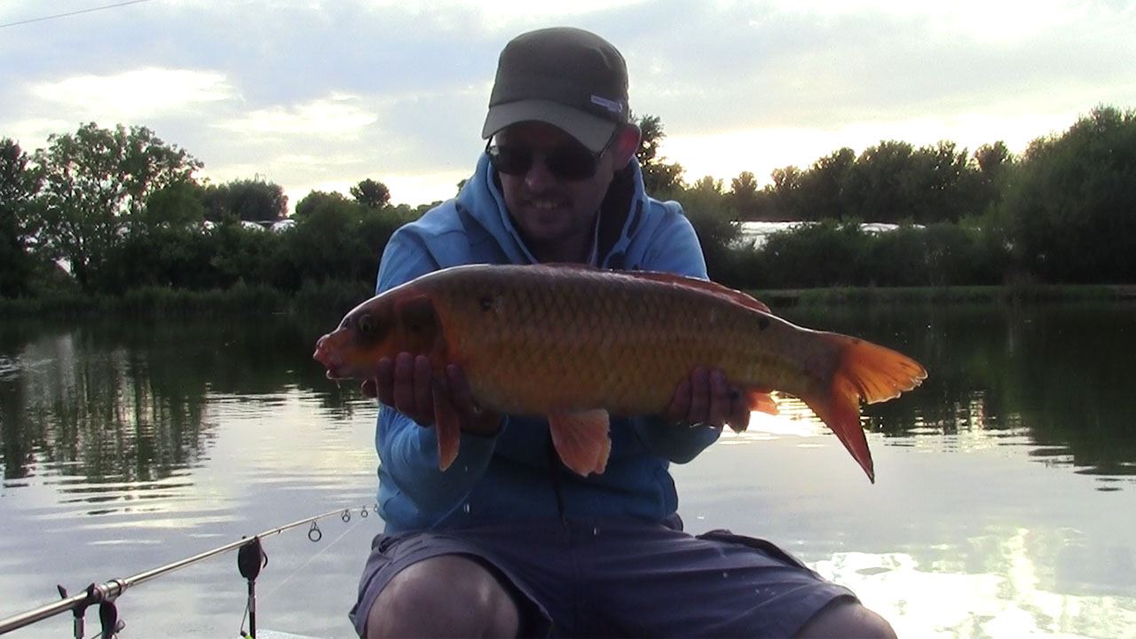 Monster goldfish from Follyfoot Fishery