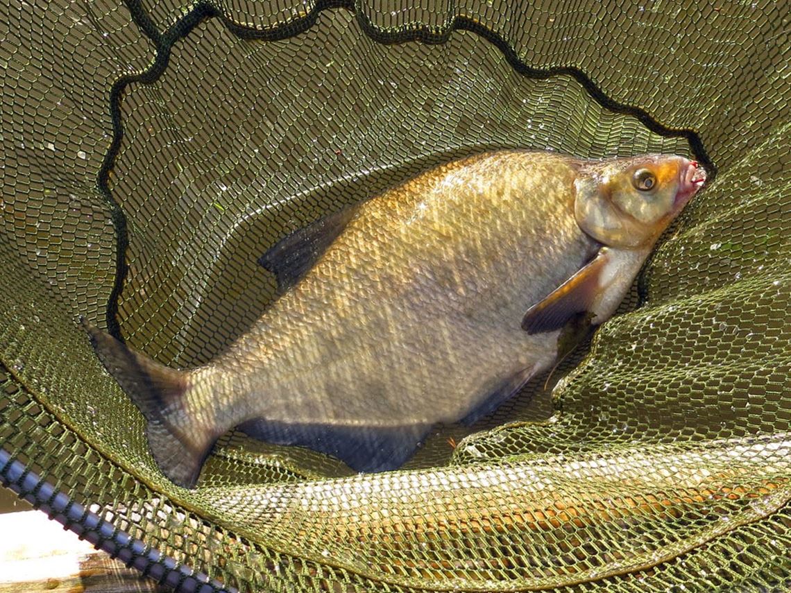 Bream from the River Avon at Saltford