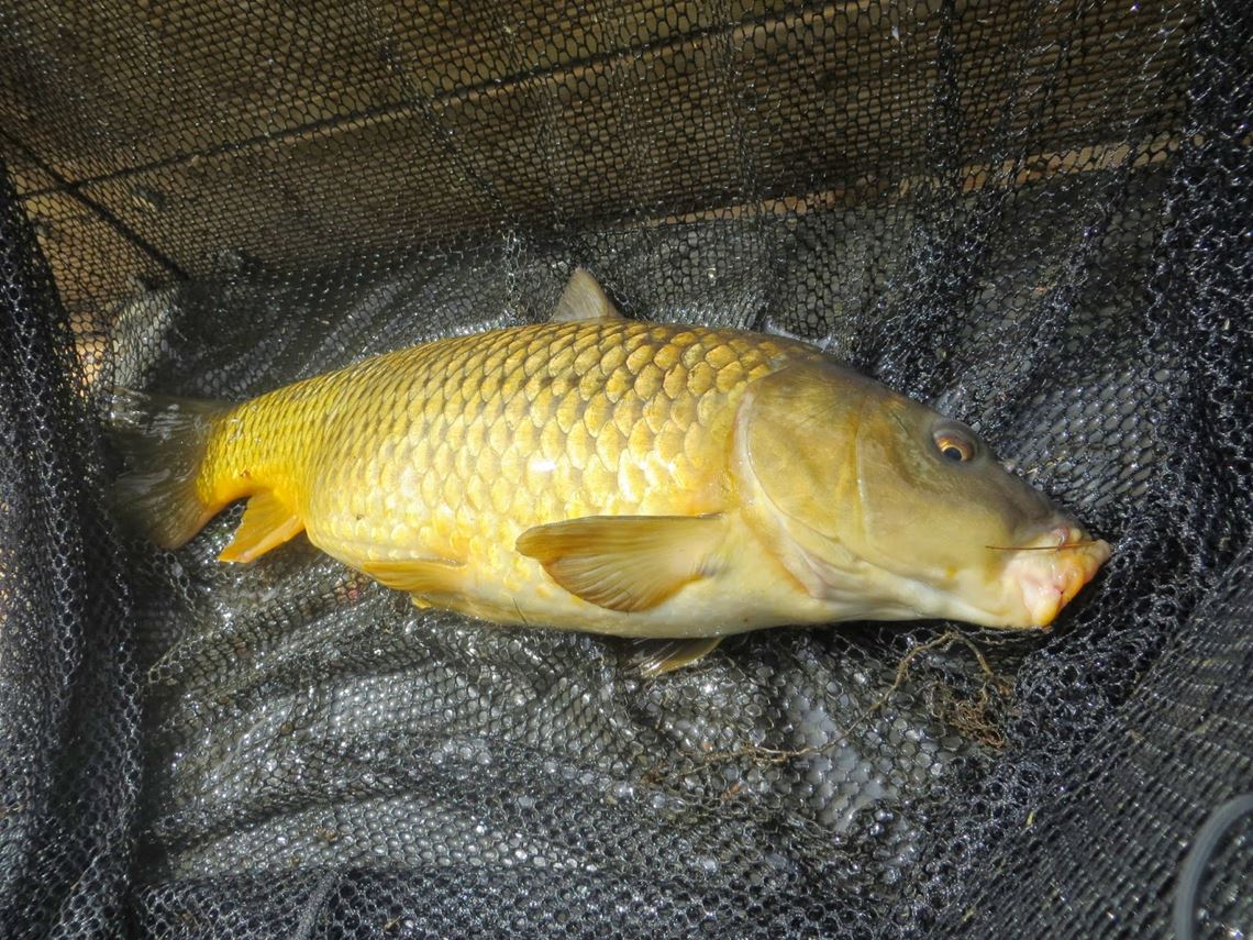 Common carp from Bitterwell Lake