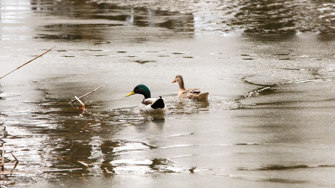 Frozen ducks