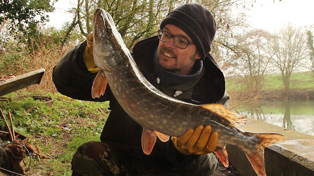 Pike caught from the River Avon at Saltford shallows