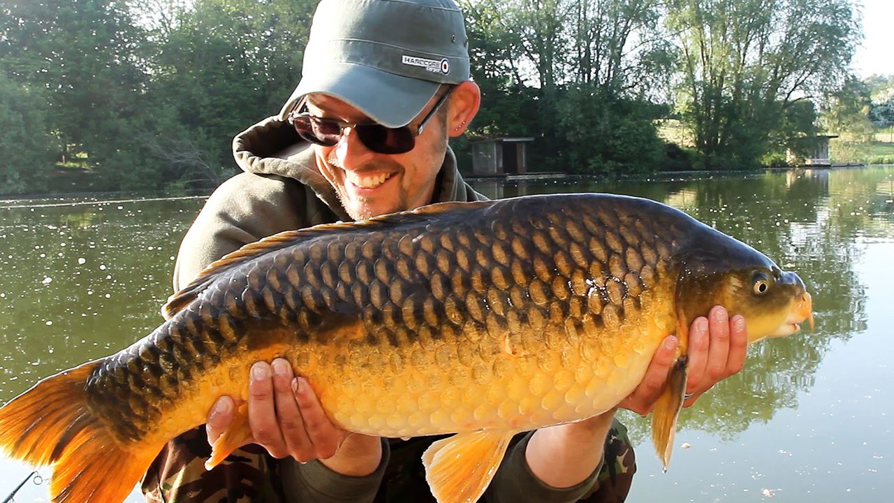 Common Carp caught from Follyfoot Fishery