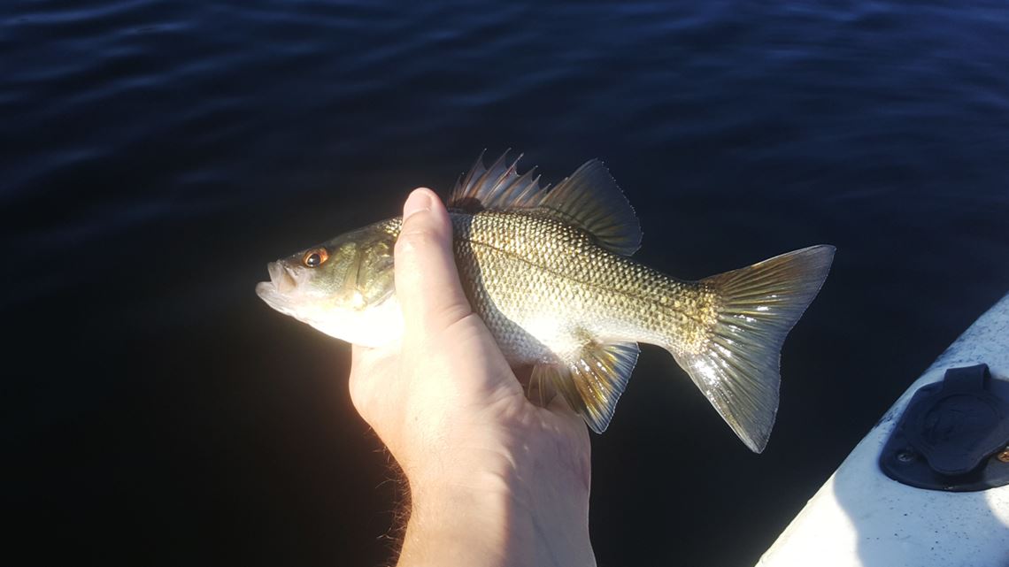 Bass Number Two From Enoggera Reservoir