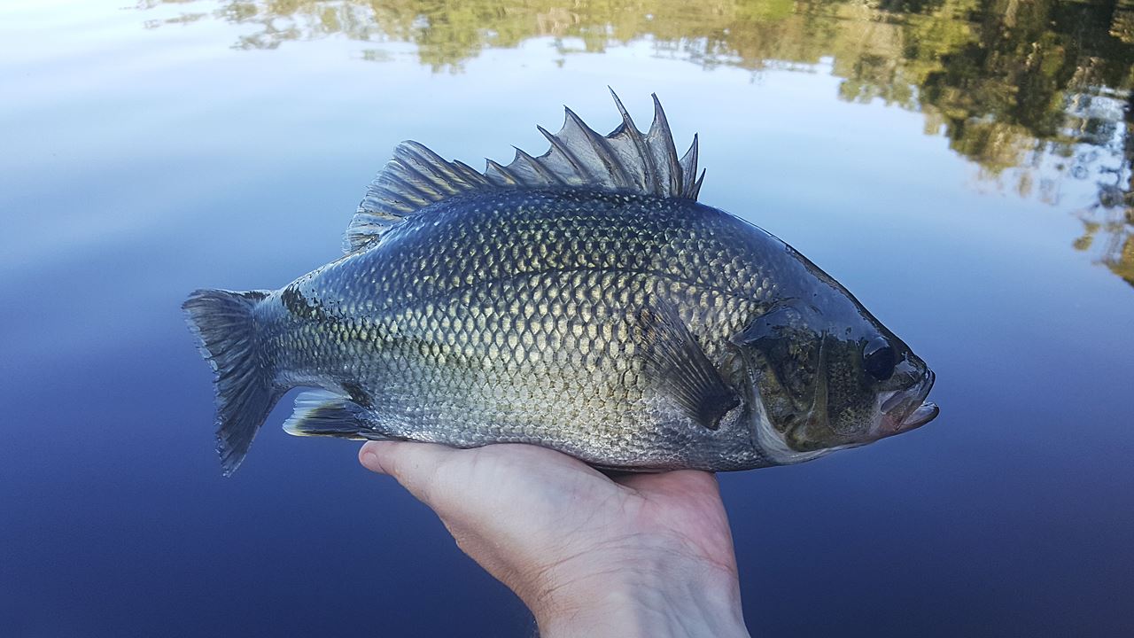 Australian Bass Caught From Enoggera Reservoir