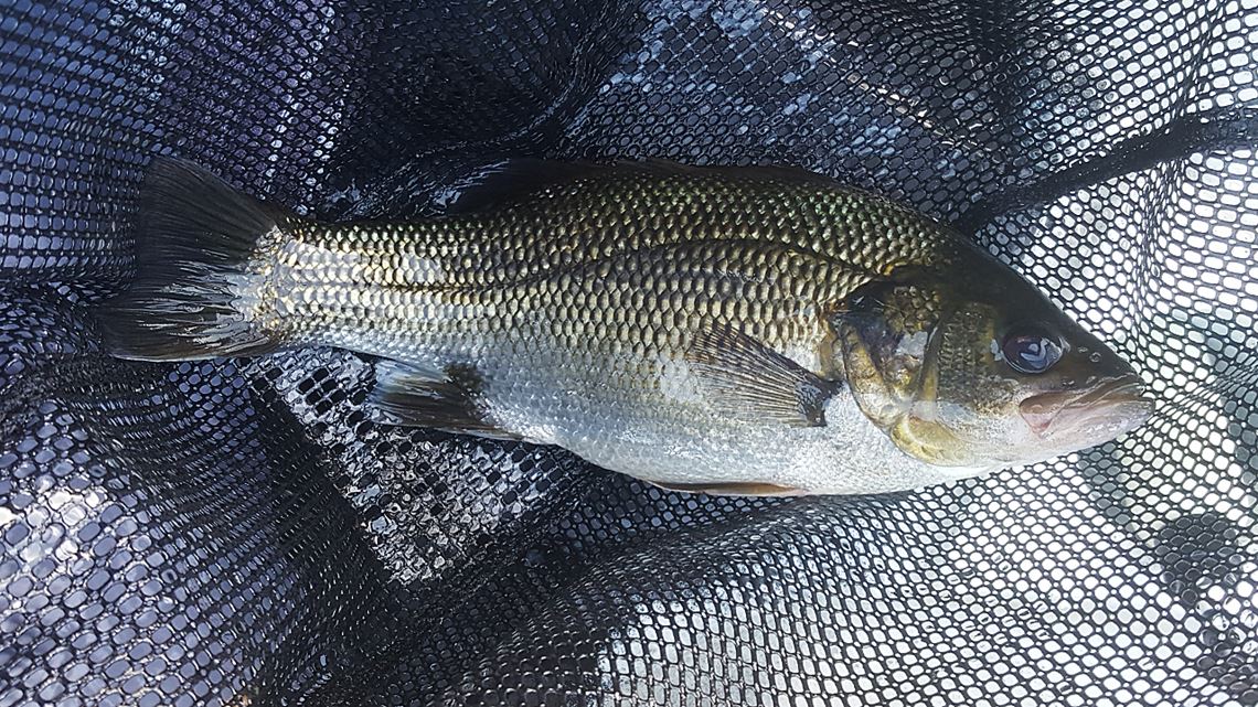 First Bass In The Net