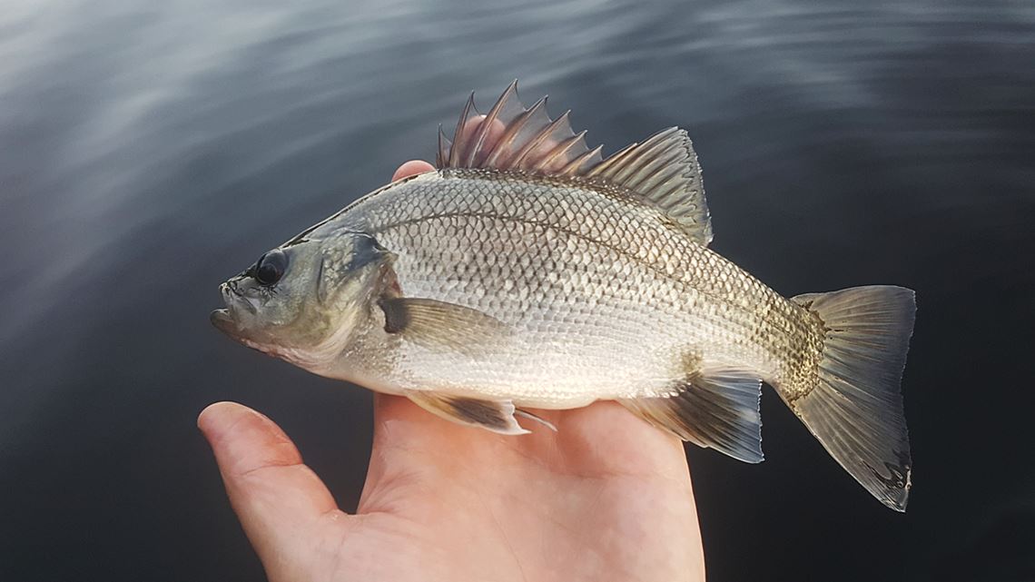 Australian Bass Caught From Enoggera Reservoir 01