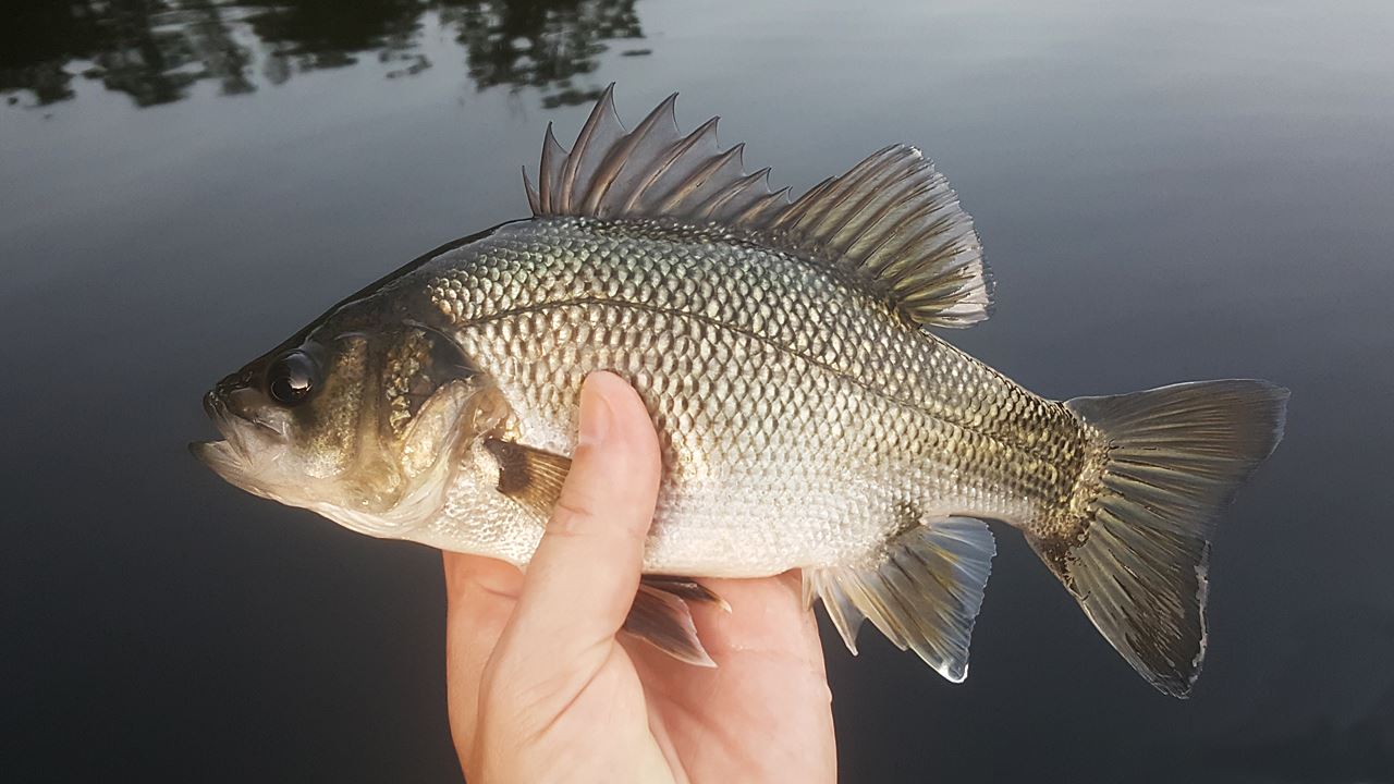 Australian Bass Caught From Enoggera Reservoir 02