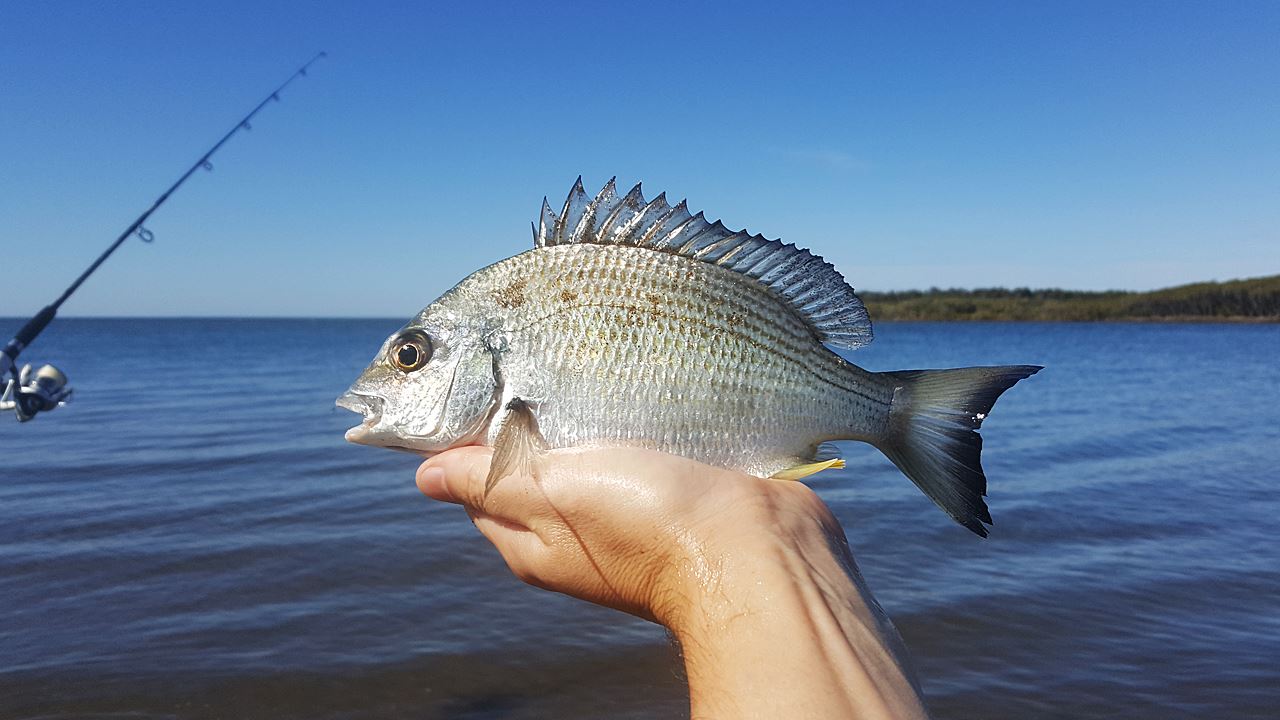 blog posts categorised with bream fishing