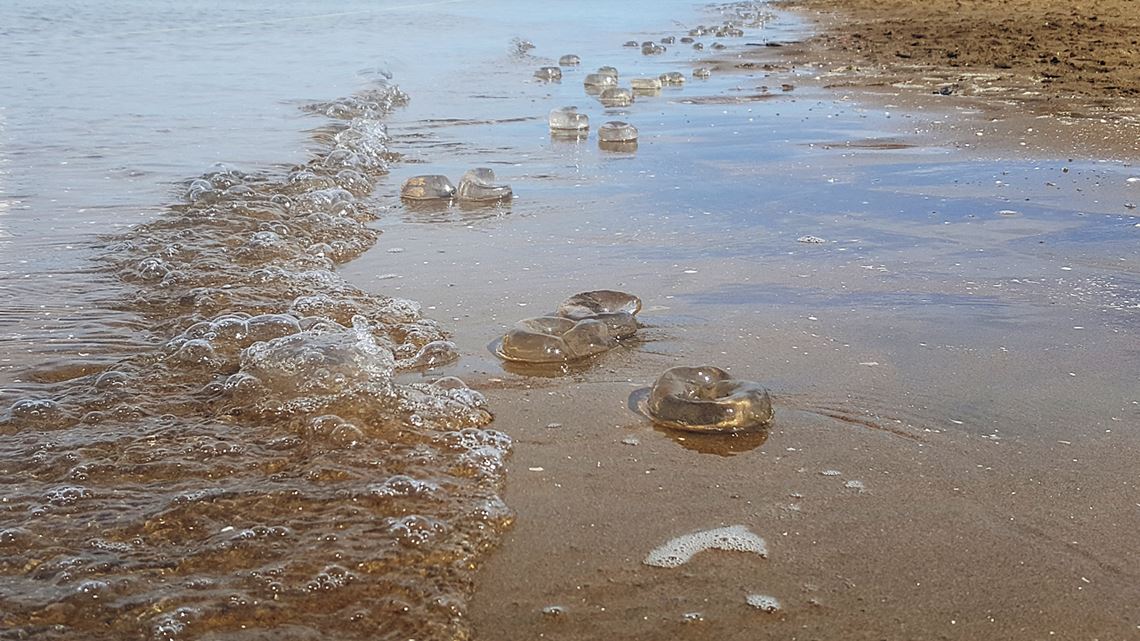 Jelly Fish At Nudgee Beach