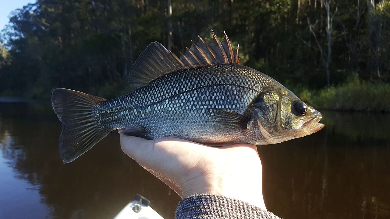 Australian Bass Caught From Enoggera Reservoir