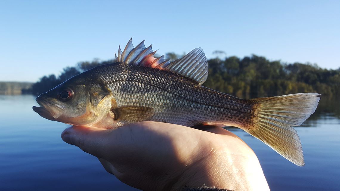 The Smallest Bass In Lake Kurwongbah