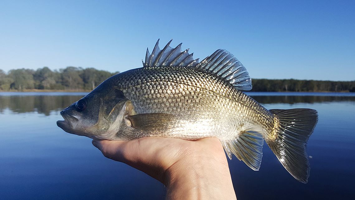 Australian Bass Caught At Lake Kurwongbah
