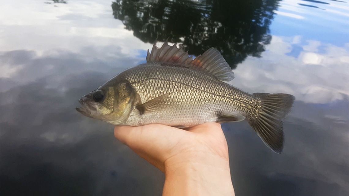 07 Australian Bass Caught At Lake Kurwongbah