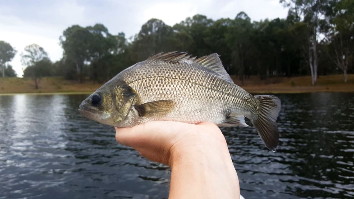 06 Australian Bass Caught At Lake Kurwongbah