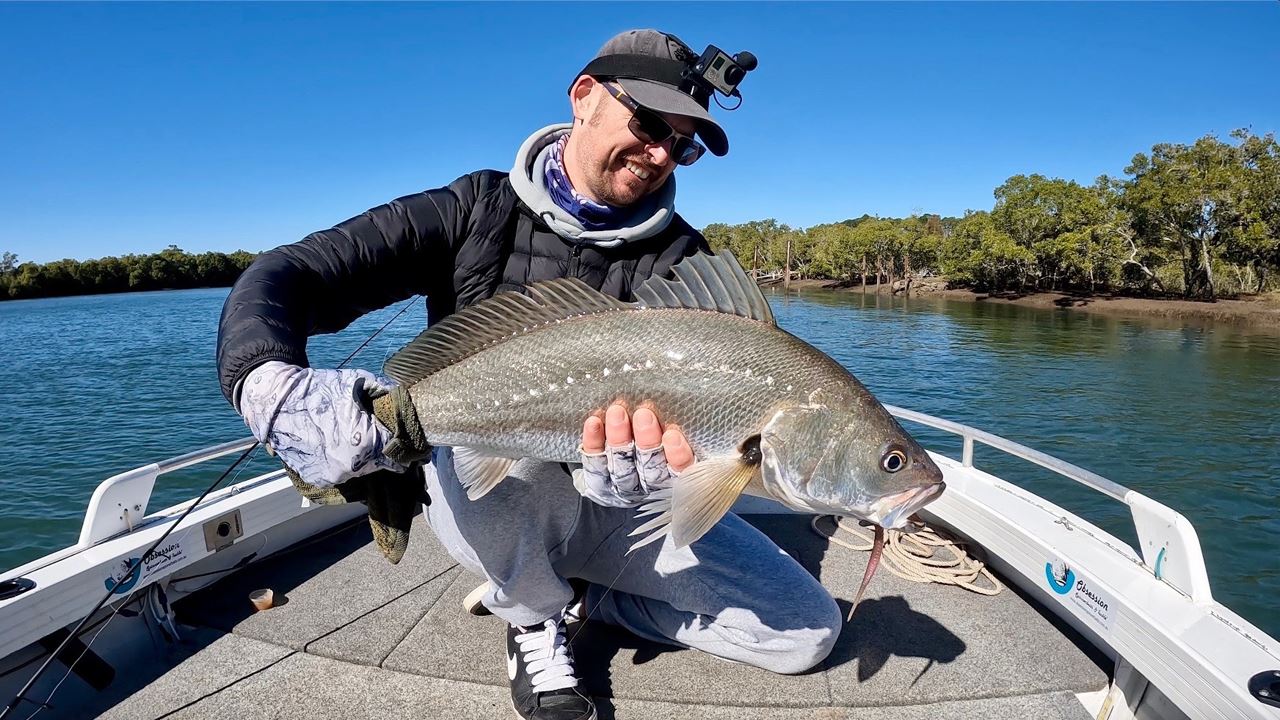 Mulloway caught on the Pine River with PTP Fishing